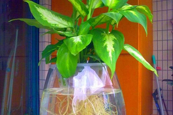 水培花卉根系腐烂如何处理可采取以下措施处理水培花卉根腐烂(水培花根烂了怎么补救)