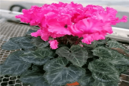 长寿蟹爪兰的栽培