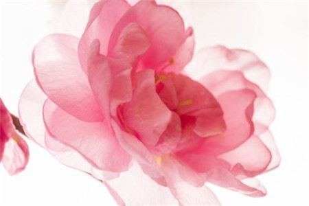 樱花的栽培与养护