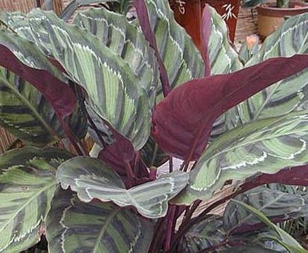 红羽茶叶是什么茶