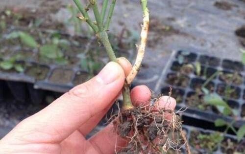 生根剂什么原理