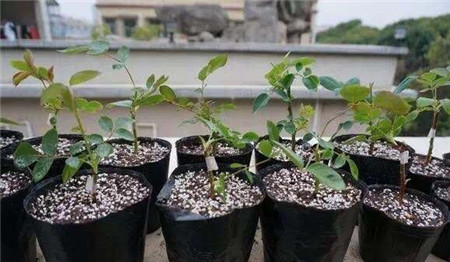 扦插对土壤有什么要求