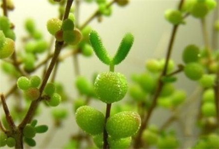 碧光环会开花吗