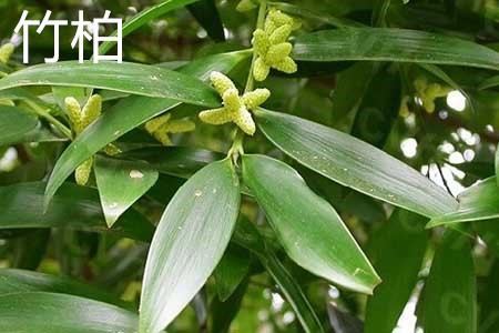 竹柏可以嫁接罗汉松吗