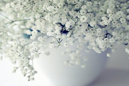 满天星适不适合送女朋友