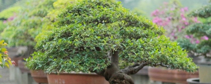 胡椒木盆景养殖方法(胡椒木盆景养殖方法视频)