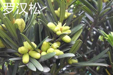 竹柏可以嫁接罗汉松吗