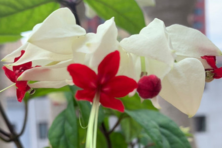 养龙吐珠花注意些什么