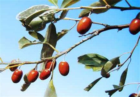 甘肃沙枣的功效与作用