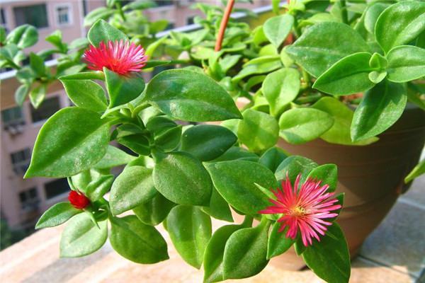 牡丹吊兰枝叶茂盛不开花怎么办