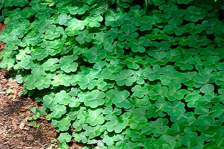 酢浆草的作用和功效