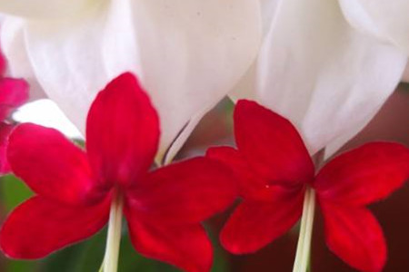 养龙吐珠花注意些什么