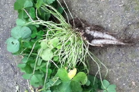 酢浆草的作用和功效