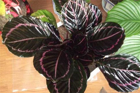 竹芋的养护及注意事项