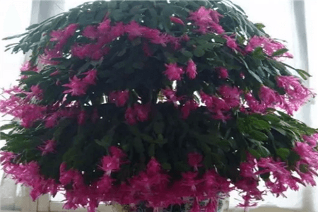 长寿蟹爪兰的栽培