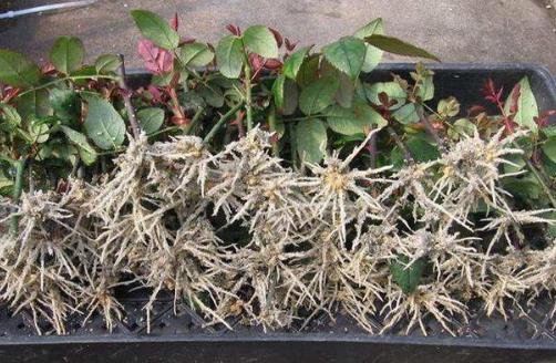 生根剂什么原理