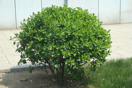 发财树怎么浇水