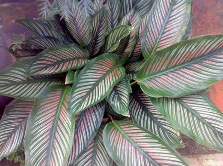 红羽茶叶是什么茶