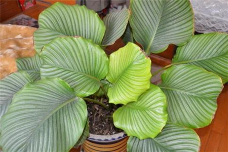 竹芋的养护及注意事项