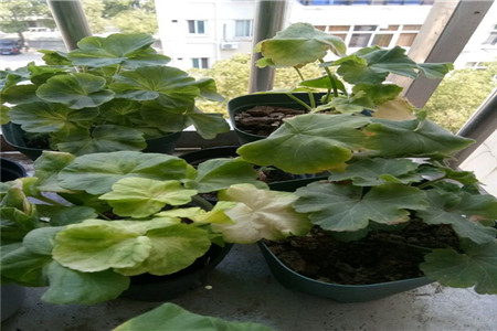 天竺葵徒长叶子不开花