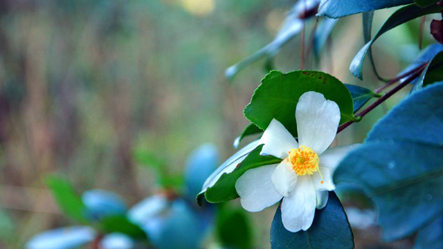 油茶花和茶花的区别(油茶花的花期)