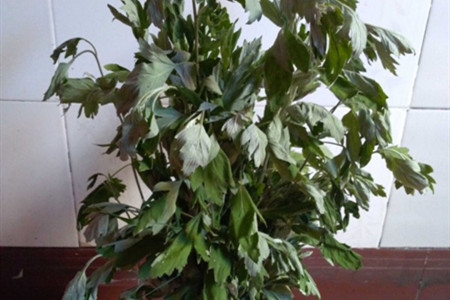 艾草怎么用最好