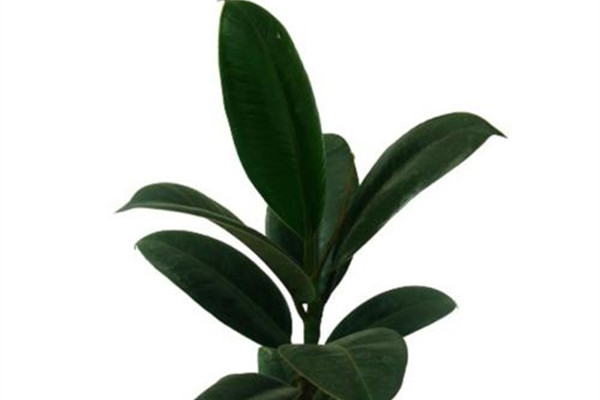 橡皮树的摆放位置(橡皮树的摆放位置方位)