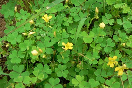 酢浆草的作用和功效