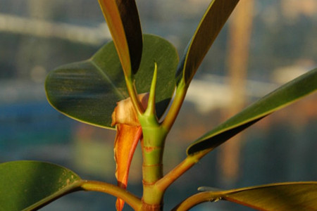 橡皮树的摆放位置方位