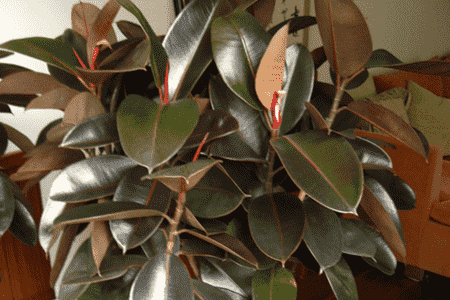 橡皮树的摆放位置方位