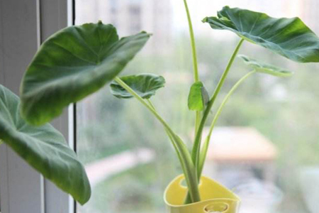 盆栽芋头能活几年啊