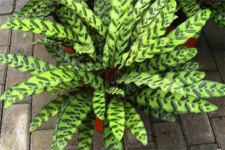 竹芋的养护及注意事项