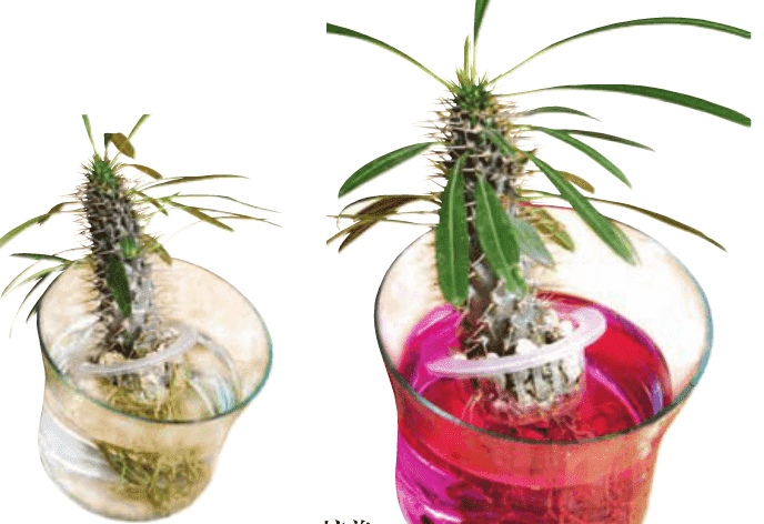 水培花根烂了怎么补救