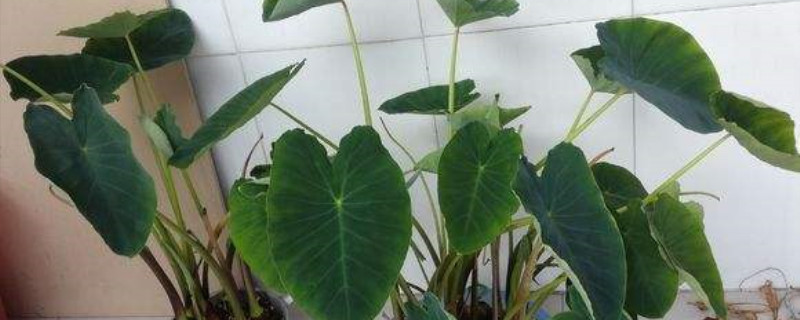 盆栽芋头能活几年(盆栽芋头能活几年啊)