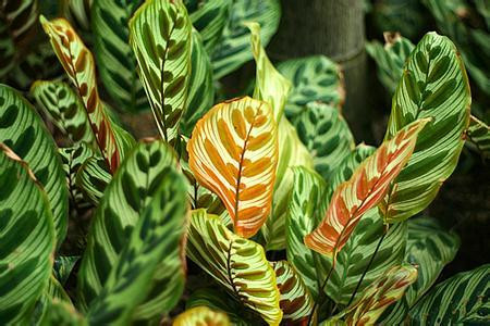 竹芋的养护及注意事项