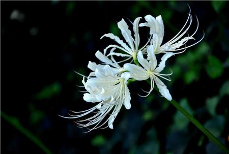 石蒜花长什么样子?