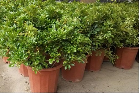 米兰花烂叶什么问题