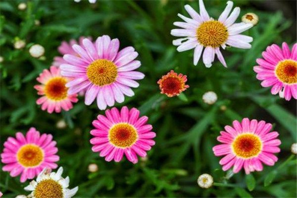 玛格丽特怎么施肥(玛格丽特如何施肥)