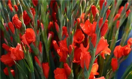 唐菖蒲是球茎类球根花卉