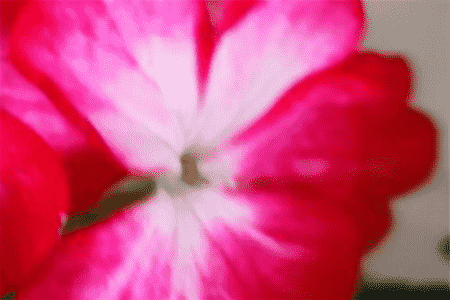 天竺葵徒长叶子不开花