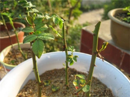 扦插对土壤有什么要求