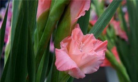 唐菖蒲(唐菖蒲是球茎类球根花卉)