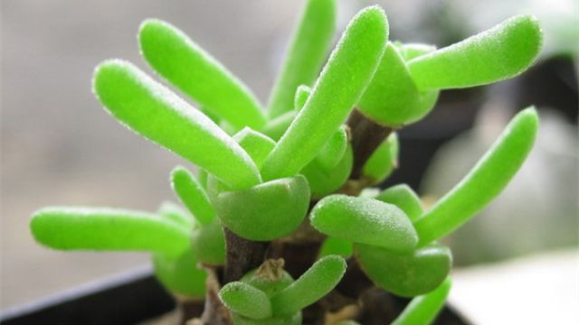 碧光环和枝干番杏的区别(碧光环会开花吗)