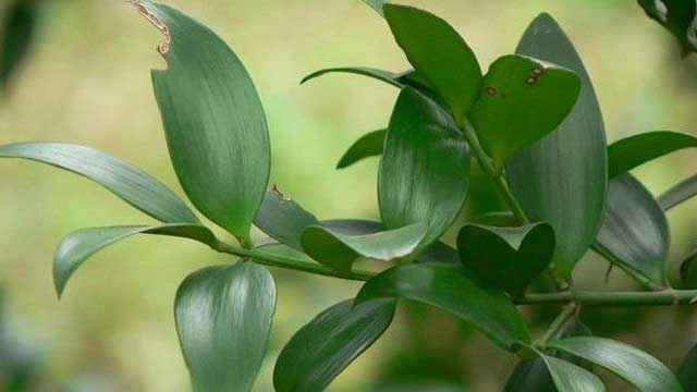 竹柏和罗汉松的区别(竹柏可以嫁接罗汉松吗)