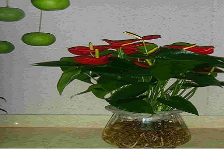 水培红掌能活多久