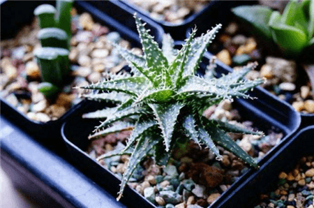 哪些花可以美容养颜