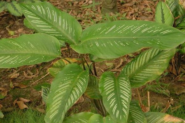 红羽竹芋的养殖方法与注意事项(红羽茶叶是什么茶)