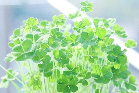 酢浆草的作用和功效