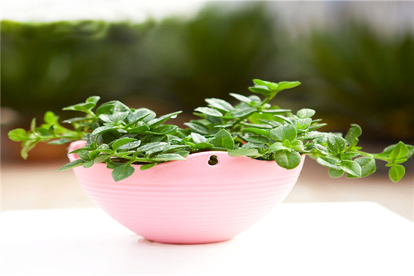 牡丹吊兰枝叶茂盛不开花怎么办