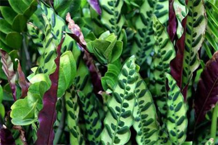 竹芋的养护及注意事项